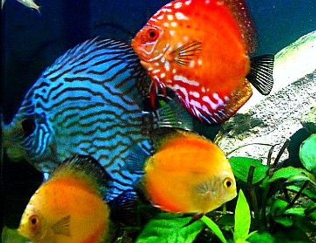 freshwater fish - symphysodon sp. - yellow marlboro discus stocking in 29 gallons tank - 29gallon Bio Cube Discus Tank freshwater fish - symphysodon sp. - yellow marlboro discus stocking in 29 gallons tank - 29gallon Bio Cube Discus Tank