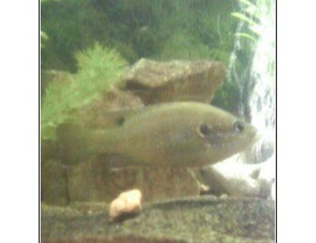 freshwater fish - lepomis cyanellus - green sunfish stocking in 28 gallons tank - a former member of my tank- a gren sunfish from the local lake freshwater fish - lepomis cyanellus - green sunfish stocking in 28 gallons tank - a former member of my tank- a gren sunfish from the local lake