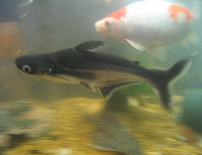 freshwater fish - pangasius hypophthalmus - iridescent shark stocking in 55 gallons tank - pangasius iridescent shark
owned for 5 years now 11 inches long (no tail fin) freshwater fish - pangasius hypophthalmus - iridescent shark stocking in 55 gallons tank - pangasius iridescent shark
owned for 5 years now 11 inches long (no tail fin)