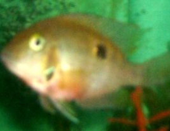 freshwater fish - thorichthys meeki - firemouth cichlid stocking in 75 gallons tank - firemouth freshwater fish - thorichthys meeki - firemouth cichlid stocking in 75 gallons tank - firemouth