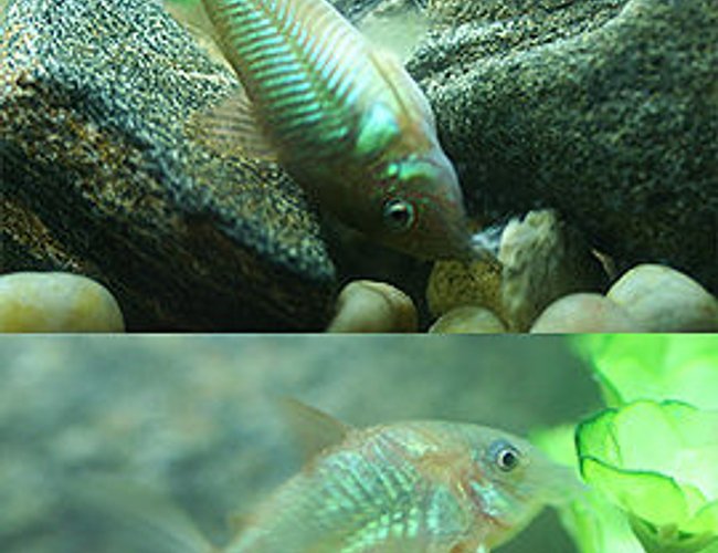 freshwater fish - brochis splendens - emerald green cory cat stocking in 72 gallons tank - emerald corycat (its not dead, its eating an algae wafer)... freshwater fish - brochis splendens - emerald green cory cat stocking in 72 gallons tank - emerald corycat (its not dead, its eating an algae wafer)...
