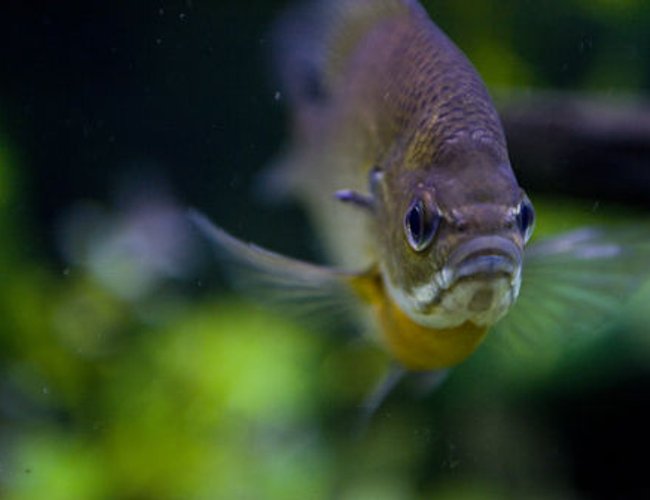 freshwater fish - lepomis macrochirus - bluegill stocking in 150 gallons tank - Blue- gill freshwater fish - lepomis macrochirus - bluegill stocking in 150 gallons tank - Blue- gill