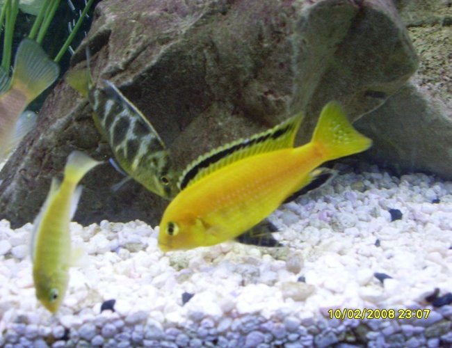 freshwater fish - labidochromis caeruleus - electric yellow cichlid stocking in 55 gallons tank - Electric Yellow freshwater fish - labidochromis caeruleus - electric yellow cichlid stocking in 55 gallons tank - Electric Yellow
