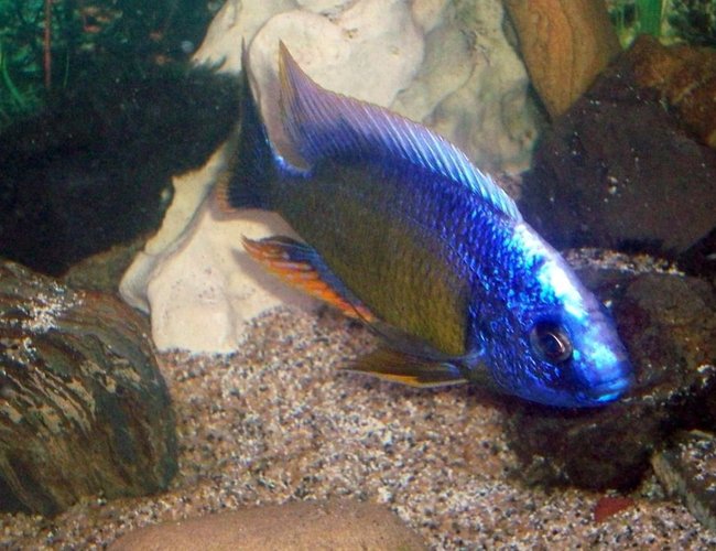 freshwater fish - aulonocara stuartgranti - ngara flametail stocking in 55 gallons tank - My cichlid :) freshwater fish - aulonocara stuartgranti - ngara flametail stocking in 55 gallons tank - My cichlid :)