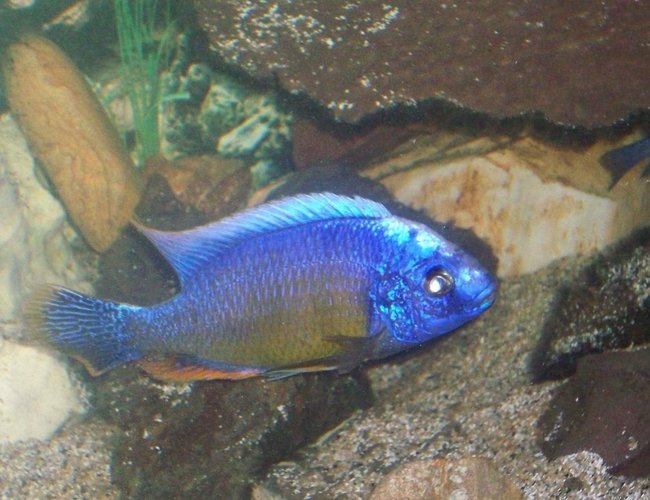 freshwater fish - aulonocara stuartgranti - ngara flametail stocking in 55 gallons tank - My sexy Cichlid :) well to me atleast lol freshwater fish - aulonocara stuartgranti - ngara flametail stocking in 55 gallons tank - My sexy Cichlid :) well to me atleast lol