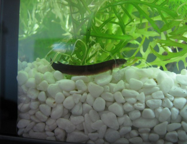 freshwater fish - pangio sp. - black kuhlii loach stocking in 25 gallons tank - This is my Black Kuhli loach Little J he is the least shy of the three kuhlis the striped kuhlis are shyer is there a reason for this i dont know but i love my kuhlis!!!!!!!! freshwater fish - pangio sp. - black kuhlii loach stocking in 25 gallons tank - This is my Black Kuhli loach Little J he is the least shy of the three kuhlis the striped kuhlis are shyer is there a reason for this i dont know but i love my kuhlis!!!!!!!!