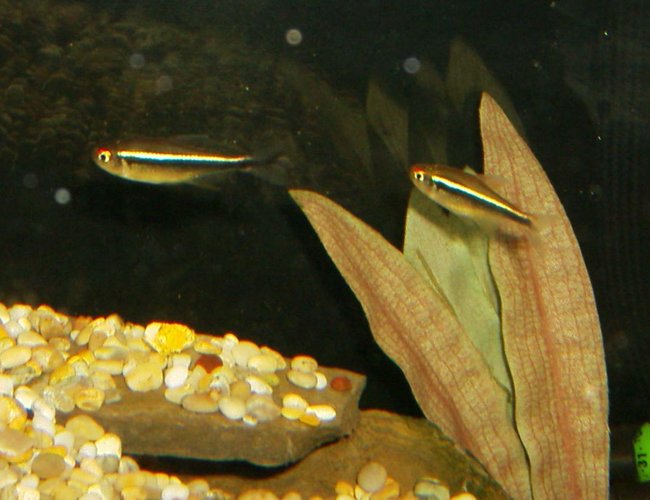 freshwater fish - hyphessobrycon herbertaxelrodi - black neon tetra stocking in 90 gallons tank - BLACK NEON TETRA'S freshwater fish - hyphessobrycon herbertaxelrodi - black neon tetra stocking in 90 gallons tank - BLACK NEON TETRA'S