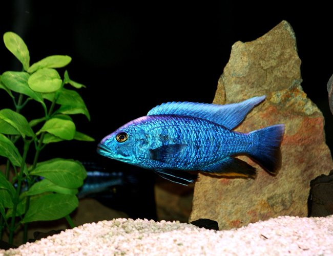 freshwater fish - sciaenochromis fryeri - electric blue hap stocking in 66 gallons tank - electric blue at his very best freshwater fish - sciaenochromis fryeri - electric blue hap stocking in 66 gallons tank - electric blue at his very best