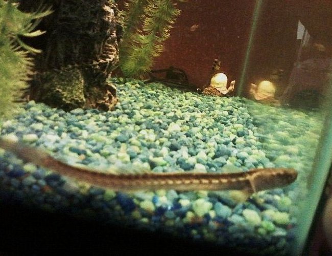 freshwater fish - gobioides broussonnetii - prehistoric dragon goby stocking in 29 gallons tank - My Goby Dragon In His Old Home... Picture Is Blurry On Account Of Being Taken With A Cell Phone - He's Scared Of My Camera. freshwater fish - gobioides broussonnetii - prehistoric dragon goby stocking in 29 gallons tank - My Goby Dragon In His Old Home... Picture Is Blurry On Account Of Being Taken With A Cell Phone - He's Scared Of My Camera.