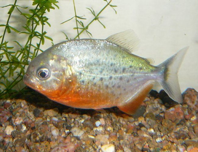 freshwater fish - pygocentrus nattereri - redbellied pirhana stocking in 50 gallons tank - red bellied piranah..!!! freshwater fish - pygocentrus nattereri - redbellied pirhana stocking in 50 gallons tank - red bellied piranah..!!!