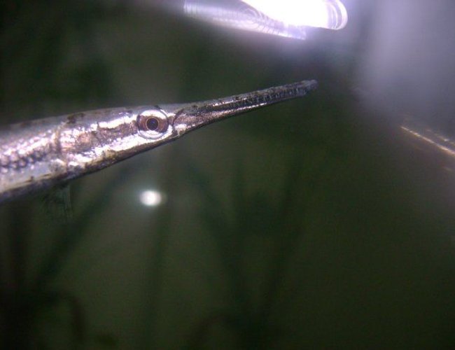 freshwater fish - lepisosteus platyrhincus - florida gar stocking in 50 gallons tank - florida gar...chk out this guys teeth,,,!!! freshwater fish - lepisosteus platyrhincus - florida gar stocking in 50 gallons tank - florida gar...chk out this guys teeth,,,!!!