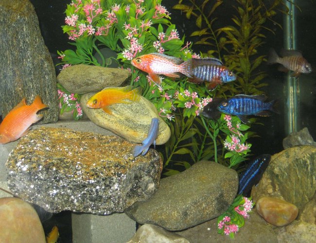 freshwater fish - aulonocara sp. - dragon blood peacock stocking in 55 gallons tank - in the mix freshwater fish - aulonocara sp. - dragon blood peacock stocking in 55 gallons tank - in the mix