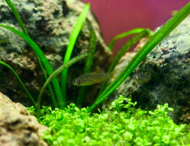 freshwater fish - celestichthys margaritatus - galaxy rasbora stocking in 26 gallons tank - Galaxy rasbora... or celestial pearl danios. Whatever they're being called these days. Someone should just decide.
Either way, these little punks are hard to photograph. Need to learn to hold still for a second. freshwater fish - celestichthys margaritatus - galaxy rasbora stocking in 26 gallons tank - Galaxy rasbora... or celestial pearl danios. Whatever they're being called these days. Someone should just decide.
Either way, these little punks are hard to photograph. Need to learn to hold still for a second.