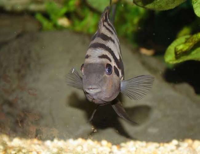 freshwater fish - archocentrus nigrofasciatus - black convict cichlid stocking in 400 gallons tank - Convict Cichlid
Name: "Humbug"
Appears cute, isn't. freshwater fish - archocentrus nigrofasciatus - black convict cichlid stocking in 400 gallons tank - Convict Cichlid
Name: "Humbug"
Appears cute, isn't.