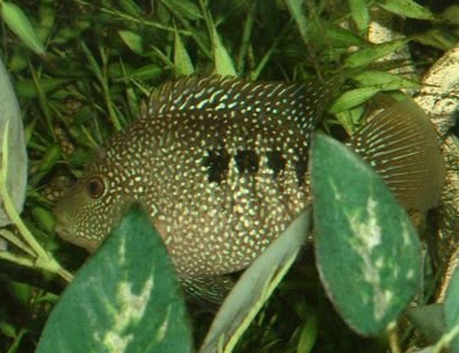 freshwater fish - herichthys cynoguttatus - texas cichlid stocking in 400 gallons tank - Texas Cichlid freshwater fish - herichthys cynoguttatus - texas cichlid stocking in 400 gallons tank - Texas Cichlid