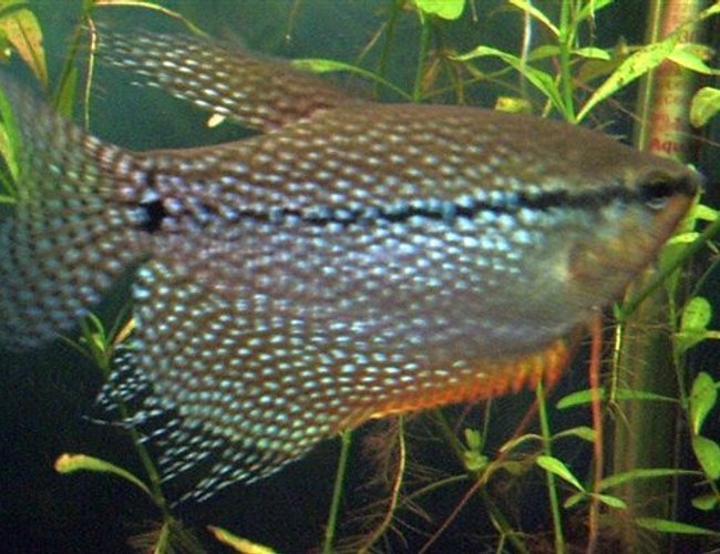 freshwater fish - trichogaster leeri - pearl gourami stocking in 130 gallons tank - Pearl Gourami freshwater fish - trichogaster leeri - pearl gourami stocking in 130 gallons tank - Pearl Gourami