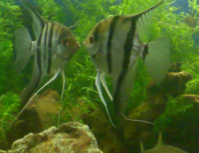 freshwater fish - pterophyllum sp. - silver zebra angel stocking in 100 gallons tank - porn&star 2 angels freshwater fish - pterophyllum sp. - silver zebra angel stocking in 100 gallons tank - porn&star 2 angels