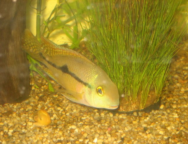 freshwater fish - hypsophrys nicaraguensis - nicaragua cichlid stocking in 400 gallons tank - Nicaragua (male) Cichlid
common name: Parrot Cichlid freshwater fish - hypsophrys nicaraguensis - nicaragua cichlid stocking in 400 gallons tank - Nicaragua (male) Cichlid
common name: Parrot Cichlid