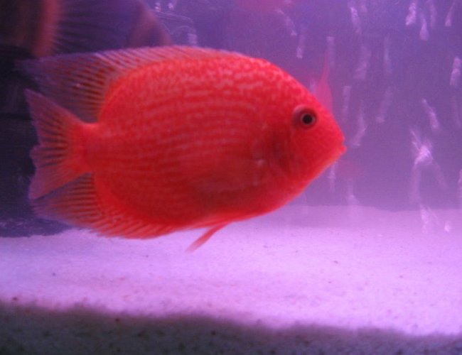 freshwater fish - heros serverus - gold severum stocking in 6 gallons tank - saverum freshwater fish - heros serverus - gold severum stocking in 6 gallons tank - saverum