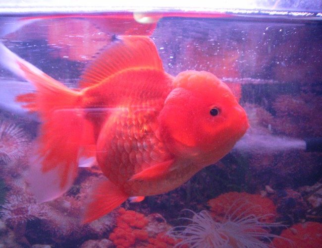 freshwater fish - carassius auratus - red ryukin goldfish stocking in 6 gallons tank - goldy :D freshwater fish - carassius auratus - red ryukin goldfish stocking in 6 gallons tank - goldy :D
