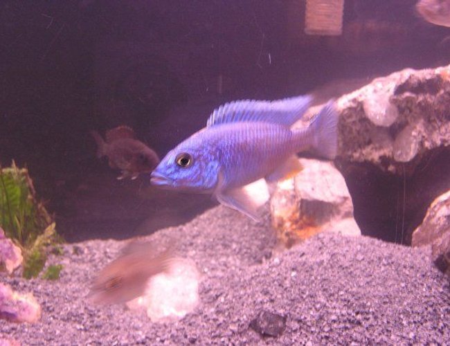 freshwater fish - sciaenochromis fryeri - electric blue hap stocking in 60 gallons tank - sceianochromis fryeri freshwater fish - sciaenochromis fryeri - electric blue hap stocking in 60 gallons tank - sceianochromis fryeri