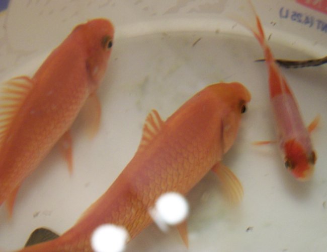 freshwater fish - pseudotropheus estherae - red zebra cichlid stocking in 30 gallons tank - i took this pic while they were waiting for me to clean the tank freshwater fish - pseudotropheus estherae - red zebra cichlid stocking in 30 gallons tank - i took this pic while they were waiting for me to clean the tank