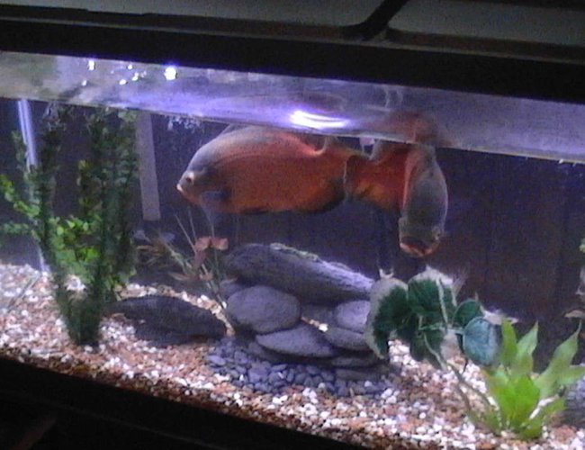 freshwater fish - astronotus ocellatus - red oscar stocking in 55 gallons tank - 2 oscars one has passed on to the big tank in the sky freshwater fish - astronotus ocellatus - red oscar stocking in 55 gallons tank - 2 oscars one has passed on to the big tank in the sky
