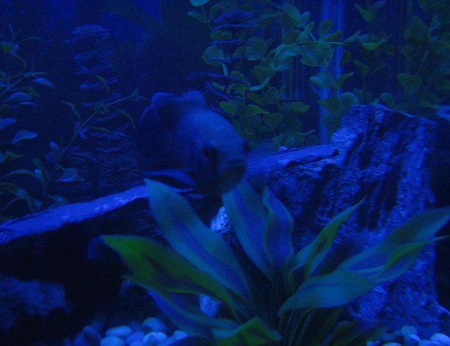 freshwater fish - astronotus ocellatus - red oscar stocking in 60 gallons tank - Rosie the Oscar freshwater fish - astronotus ocellatus - red oscar stocking in 60 gallons tank - Rosie the Oscar