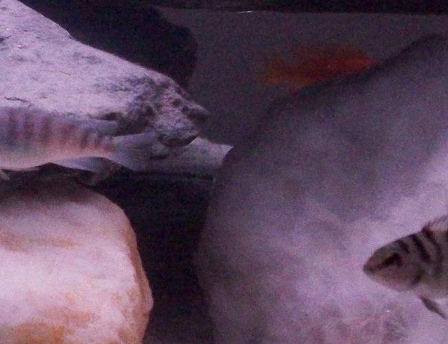 freshwater fish - tilapia buttikoferi - buttikoferi cichlid stocking in 55 gallons tank - my mix cichlids freshwater fish - tilapia buttikoferi - buttikoferi cichlid stocking in 55 gallons tank - my mix cichlids