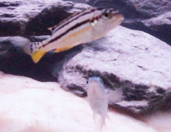 freshwater fish - melanochromis auratus - auratus cichlid stocking in 55 gallons tank - my female golden malawi freshwater fish - melanochromis auratus - auratus cichlid stocking in 55 gallons tank - my female golden malawi