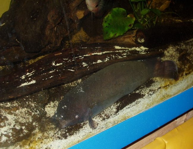 freshwater fish - malapterurus electricus - electric catfish stocking in 230 gallons tank - 12 " electric cat freshwater fish - malapterurus electricus - electric catfish stocking in 230 gallons tank - 12 " electric cat