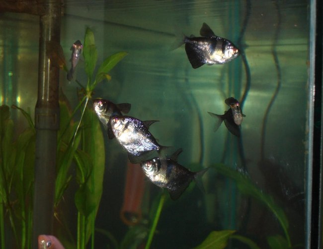 freshwater fish - gymnocorymbus sp. - black skirt tetra stocking in 29 gallons tank - My school of black skirts freshwater fish - gymnocorymbus sp. - black skirt tetra stocking in 29 gallons tank - My school of black skirts