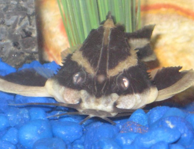 freshwater fish - platydoras costatus - striped raphael catfish stocking in 20 gallons tank - Striped Raphael freshwater fish - platydoras costatus - striped raphael catfish stocking in 20 gallons tank - Striped Raphael