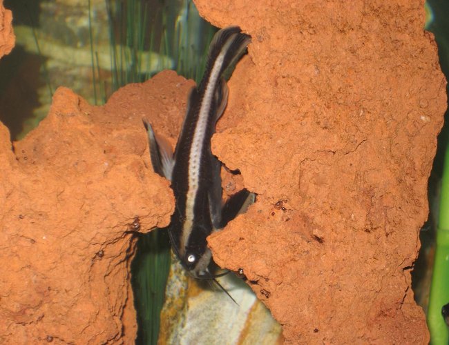 freshwater fish - platydoras costatus - striped raphael catfish stocking in 20 gallons tank - Striped Raphael freshwater fish - platydoras costatus - striped raphael catfish stocking in 20 gallons tank - Striped Raphael