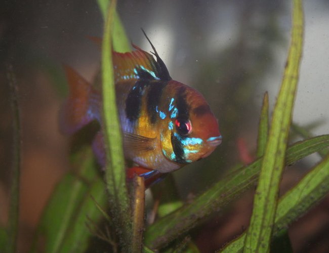 freshwater fish - papiliochromis ramirezi - german blue ram stocking in 55 gallons tank - Blue Ram Male freshwater fish - papiliochromis ramirezi - german blue ram stocking in 55 gallons tank - Blue Ram Male
