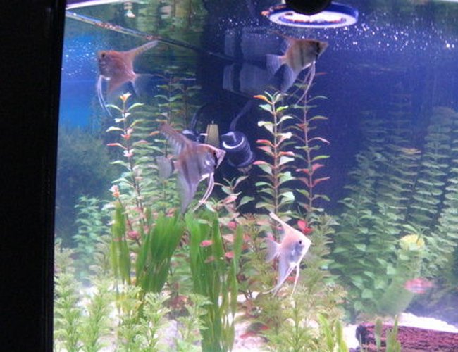 freshwater fish - pterophyllum sp. - silver zebra angel stocking in 36 gallons tank freshwater fish - pterophyllum sp. - silver zebra angel stocking in 36 gallons tank