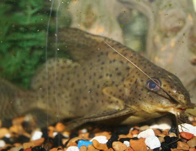 freshwater fish - synodontis eupterus - featherfin catfish stocking in 55 gallons tank - up close and personal with my synodontis eupterus A.K.A. feather fin catfish freshwater fish - synodontis eupterus - featherfin catfish stocking in 55 gallons tank - up close and personal with my synodontis eupterus A.K.A. feather fin catfish