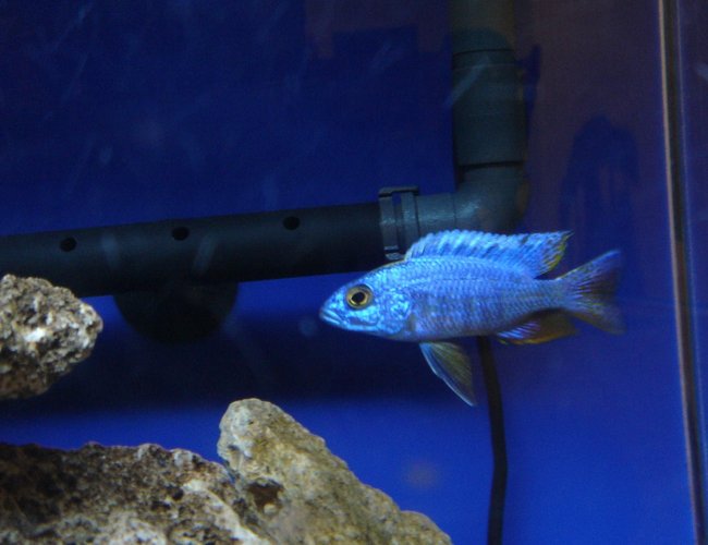freshwater fish - aulonocara jacobfreibergi - eureka red stocking in 60 gallons tank - My Eureka Blue Peacock Male. Bred and raised with his 50 brothers and sisters and now living in my peacock tank and breeding happily. freshwater fish - aulonocara jacobfreibergi - eureka red stocking in 60 gallons tank - My Eureka Blue Peacock Male. Bred and raised with his 50 brothers and sisters and now living in my peacock tank and breeding happily.