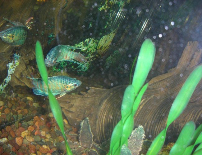 freshwater fish - macropodus opercularis - blue paradise stocking in 75 gallons tank - two male paradise fish fighting for courtship of females freshwater fish - macropodus opercularis - blue paradise stocking in 75 gallons tank - two male paradise fish fighting for courtship of females
