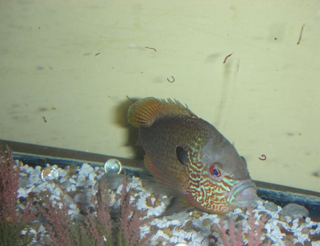 freshwater fish - lepomis megalotis - longear sunfish stocking in 75 gallons tank - long ear sunfish sucking in some more bloodworms freshwater fish - lepomis megalotis - longear sunfish stocking in 75 gallons tank - long ear sunfish sucking in some more bloodworms