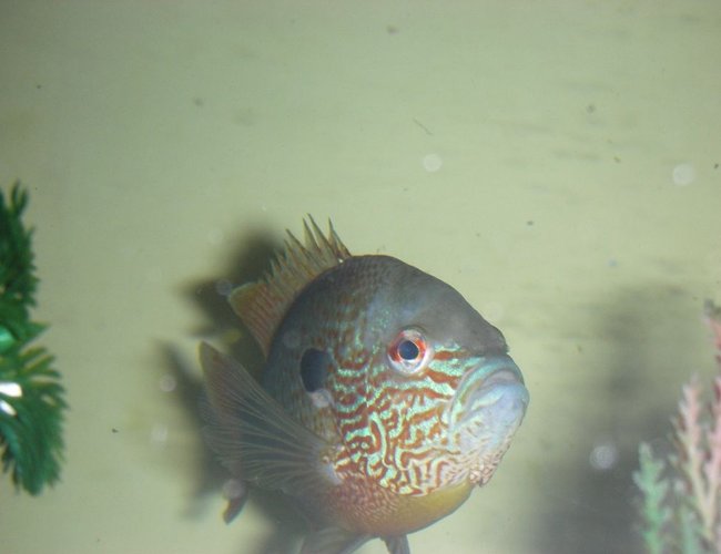freshwater fish - lepomis megalotis - longear sunfish stocking in 75 gallons tank - lon ear sunfish freshwater fish - lepomis megalotis - longear sunfish stocking in 75 gallons tank - lon ear sunfish