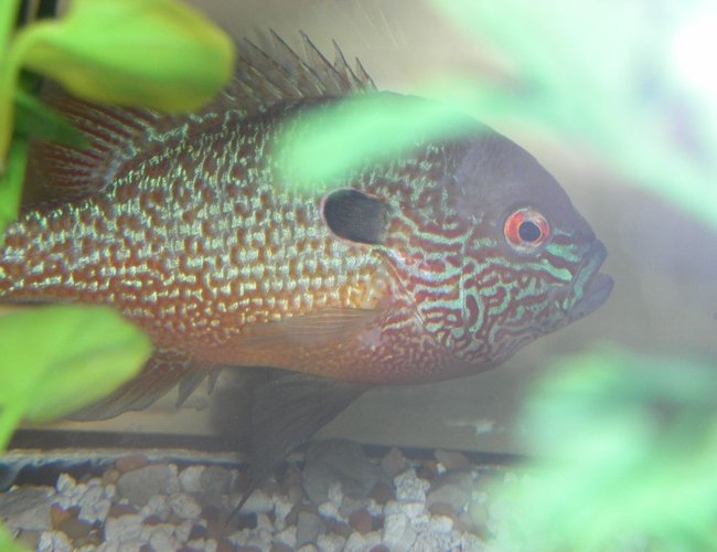 freshwater fish - lepomis megalotis - longear sunfish stocking in 75 gallons tank - long eared sunfish freshwater fish - lepomis megalotis - longear sunfish stocking in 75 gallons tank - long eared sunfish