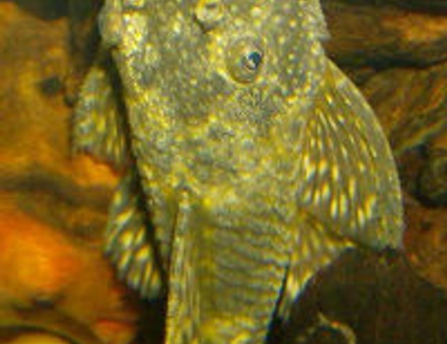 freshwater fish - ancistrus sp. - bushy nose pleco l-144 stocking in 125 gallons tank - Frankie the Bristlenose pleco! He's the daddy to several clutches of fry. freshwater fish - ancistrus sp. - bushy nose pleco l-144 stocking in 125 gallons tank - Frankie the Bristlenose pleco! He's the daddy to several clutches of fry.