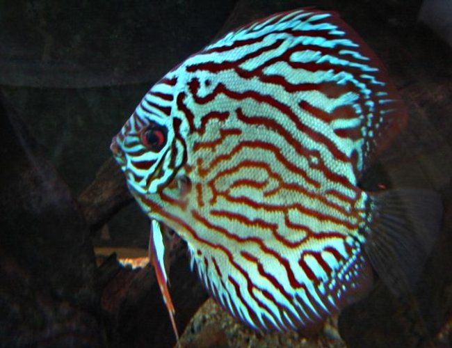 freshwater fish - symphysodon spp. - red turquoise discus stocking in 113 gallons tank - red turquoise adult female discus freshwater fish - symphysodon spp. - red turquoise discus stocking in 113 gallons tank - red turquoise adult female discus