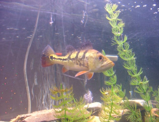 freshwater fish - cichlia ocellaris - peacock bass (ocellaris) stocking in 55 gallons tank - this is in memory of my bass
he died on my 31st birthday 02-20-09.
R.I.P. freshwater fish - cichlia ocellaris - peacock bass (ocellaris) stocking in 55 gallons tank - this is in memory of my bass
he died on my 31st birthday 02-20-09.
R.I.P.