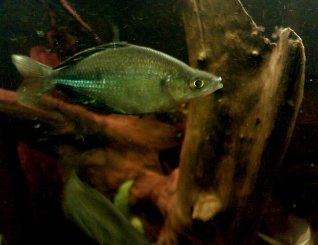 freshwater fish - melanotaenia splendida - australian rainbow stocking in 46 gallons tank - One of my rainbow fish. What Kind? Well...that is quite debatable. Said to be a hybrid of multisquamatus and wanamensis. Who knows for sure? freshwater fish - melanotaenia splendida - australian rainbow stocking in 46 gallons tank - One of my rainbow fish. What Kind? Well...that is quite debatable. Said to be a hybrid of multisquamatus and wanamensis. Who knows for sure?