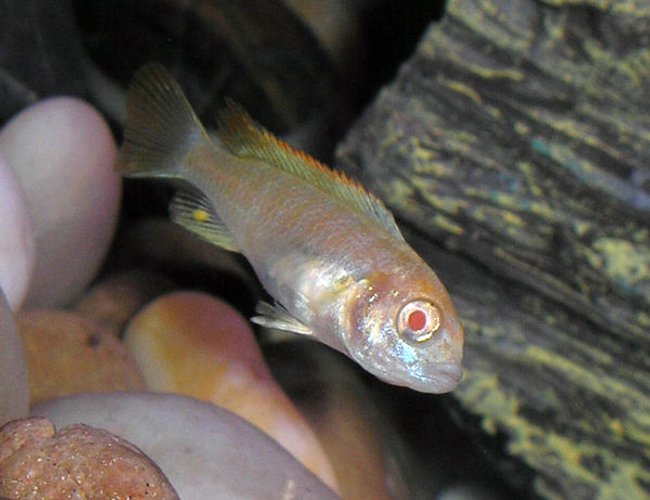 freshwater fish - aulonocara stuartgranti - albino peacock cichlid stocking in 36 gallons tank - Albino Cichlid??? freshwater fish - aulonocara stuartgranti - albino peacock cichlid stocking in 36 gallons tank - Albino Cichlid???