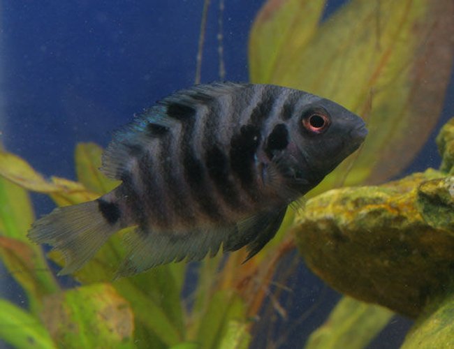 freshwater fish - archocentrus nigrofasciatus - black convict cichlid stocking in 45 gallons tank - Convict freshwater fish - archocentrus nigrofasciatus - black convict cichlid stocking in 45 gallons tank - Convict