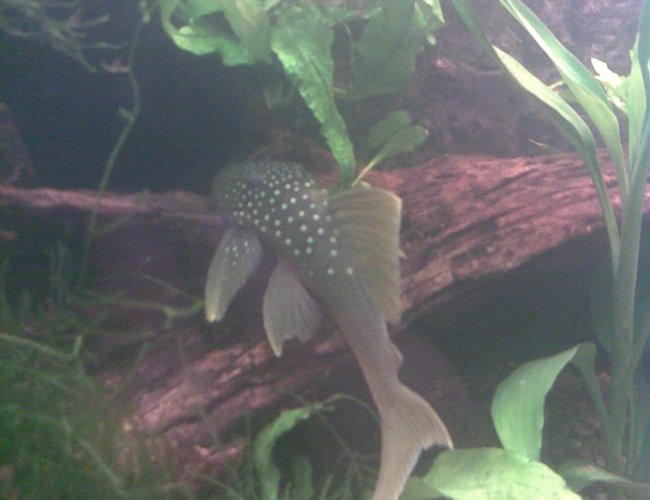 freshwater fish - baryancistrus demantoides - green phantom pleco stocking in 180 gallons tank - L200 Green Phantom Pleco freshwater fish - baryancistrus demantoides - green phantom pleco stocking in 180 gallons tank - L200 Green Phantom Pleco