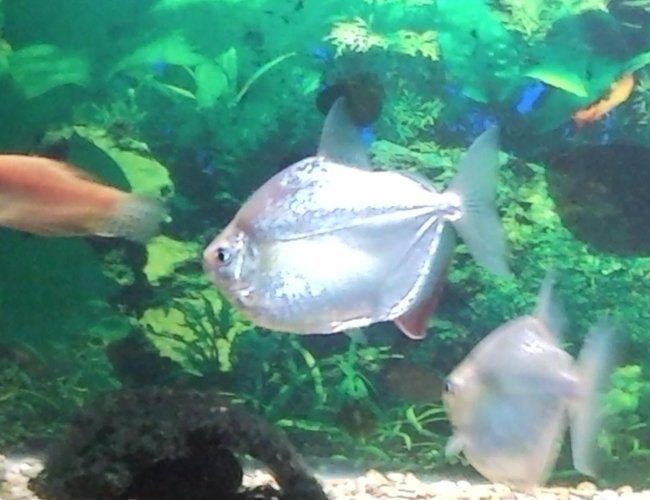 freshwater fish - metynnis argenteus - silver dollar stocking in 150 gallons tank - The garbage collectors. (silver dollars). They all shit floating in the water, sometimes even while its still coming out of the other fish in the tank. freshwater fish - metynnis argenteus - silver dollar stocking in 150 gallons tank - The garbage collectors. (silver dollars). They all shit floating in the water, sometimes even while its still coming out of the other fish in the tank.